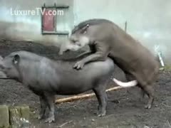 Rare pigs on camera having sex in the stable